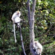 Thieves monkeys