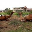 Camels in Chitwan