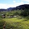 Tea plantation in Cameron - central Malaysia