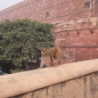 Agra Fort and monkey bussines