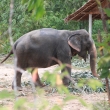 Elephant in the thai village