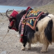 Sweet symbol of Tibet is a Yak. We still remeber delicious Garlic yak steak though.