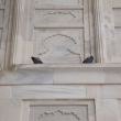 Pigeons and Taj Mahal